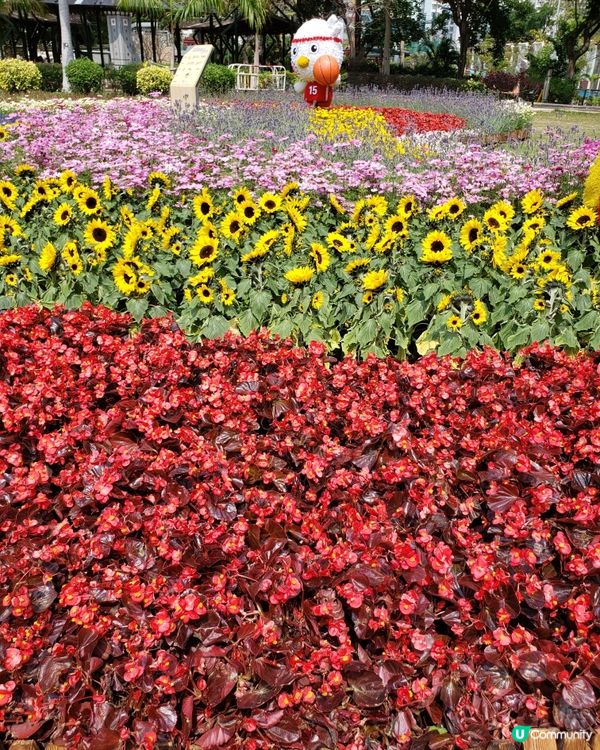 🏃‍♀️🌸花花小鳥陪你做運動