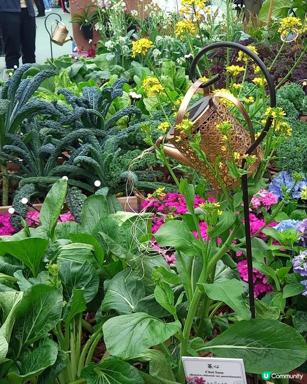 ## 2025香港花展🌸 人山人海📸️ 自拍棍出沒注意⚠