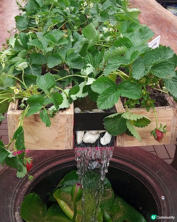 ## 2025香港花展🌸 人山人海📸️ 自拍棍出沒注意⚠