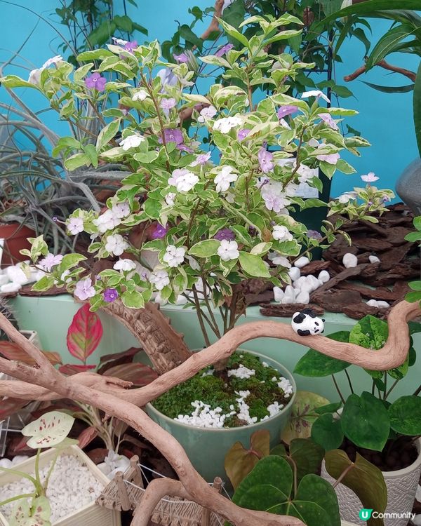 ## 2025香港花展🌸 人山人海📸️ 自拍棍出沒注意⚠