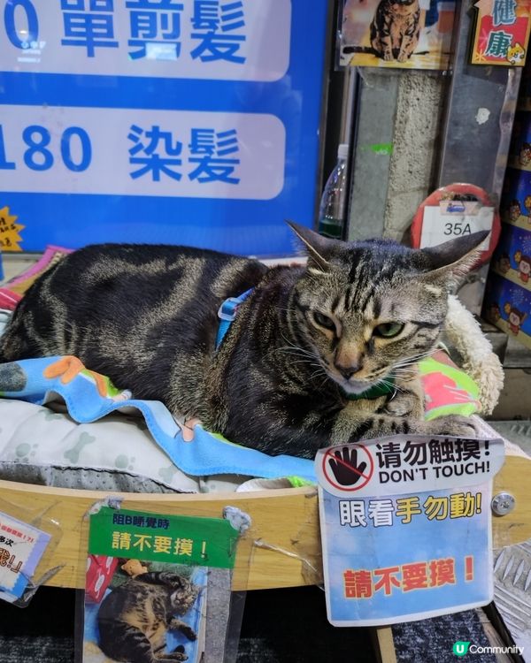 阻B🐱人氣貓店長