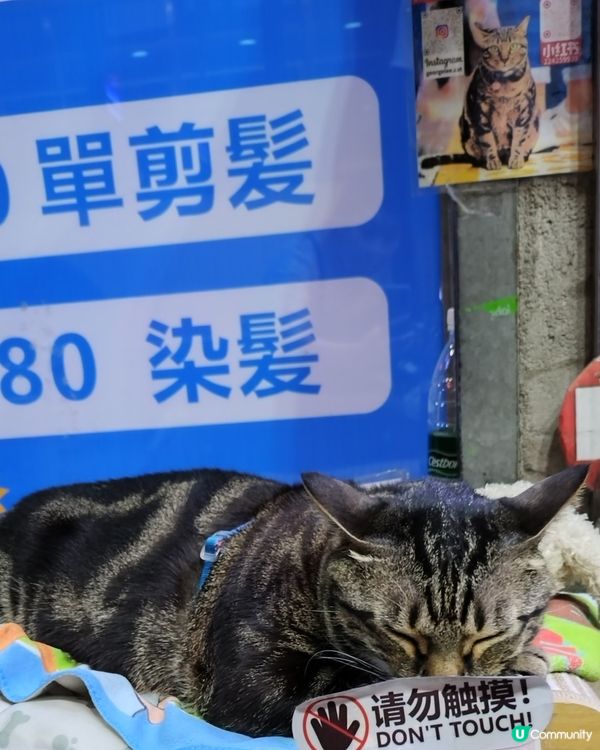 阻B🐱人氣貓店長