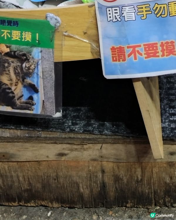 阻B🐱人氣貓店長