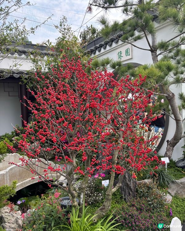 【🇭🇰香港花卉展】點影都咁靚😍 睇完靚花心花怒放🥰