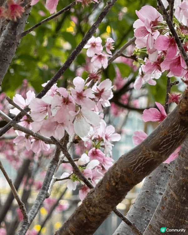 啟德站SOGO附近偶然發現這幾棵開得非常燦爛的花我想這應該是...