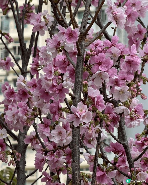 啟德站SOGO附近偶然發現這幾棵開得非常燦爛的花我想這應該是...