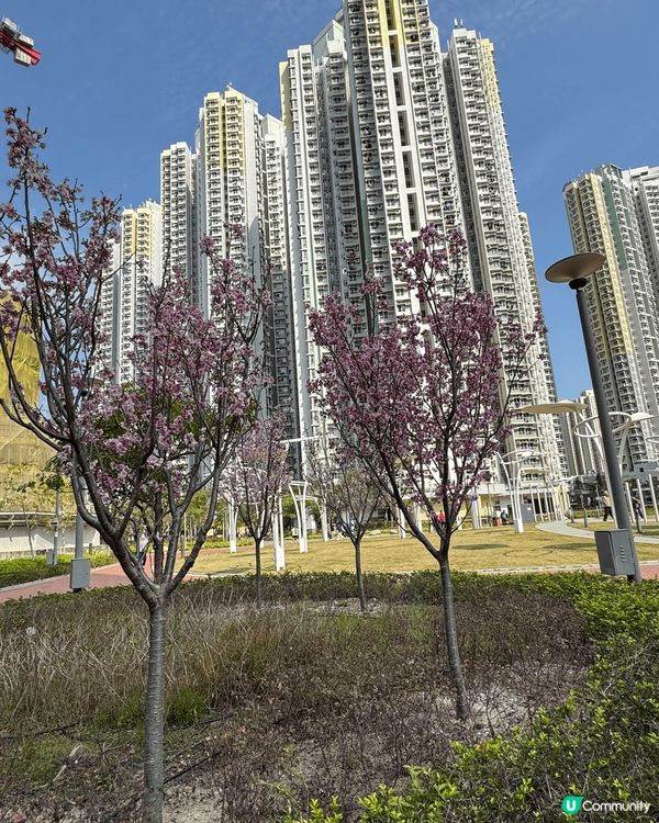 啟德站SOGO附近偶然發現這幾棵開得非常燦爛的花我想這應該是...