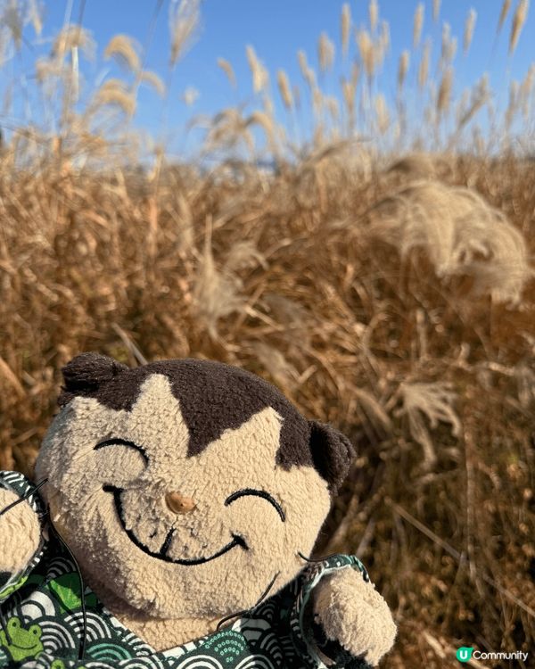 積及貓在南韓。貓主子在看風景打卡，本奴才表示滿幸福的。