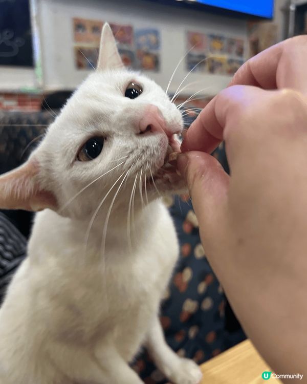 最近去咗登打士茶餐廳同貓貓擦餐勁…因為呢間餐廳成日幫助流浪貓...