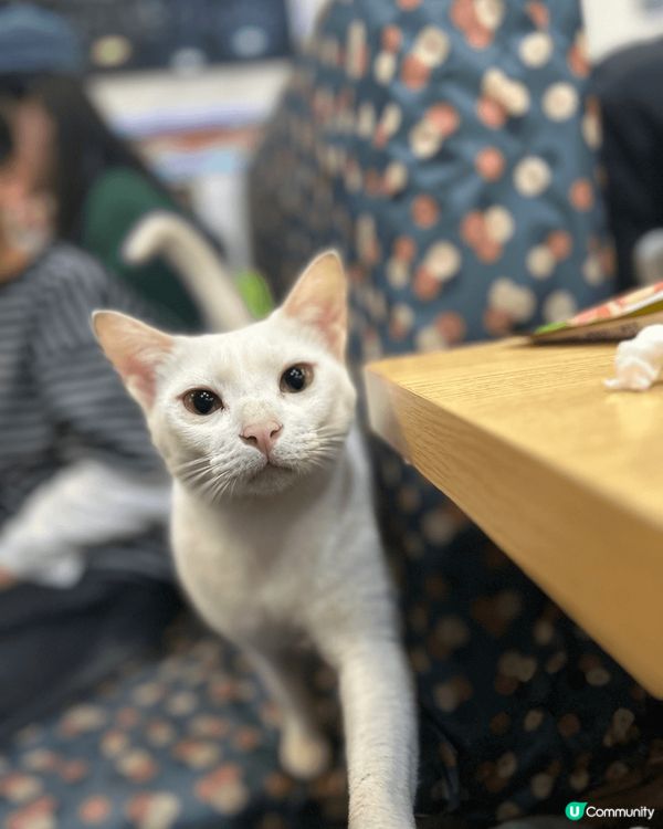 最近去咗登打士茶餐廳同貓貓擦餐勁…因為呢間餐廳成日幫助流浪貓...