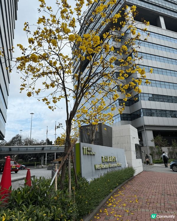 春天又到開花時節，香港周圍都見到唔少黃花風鈴木，一片黃色小花...