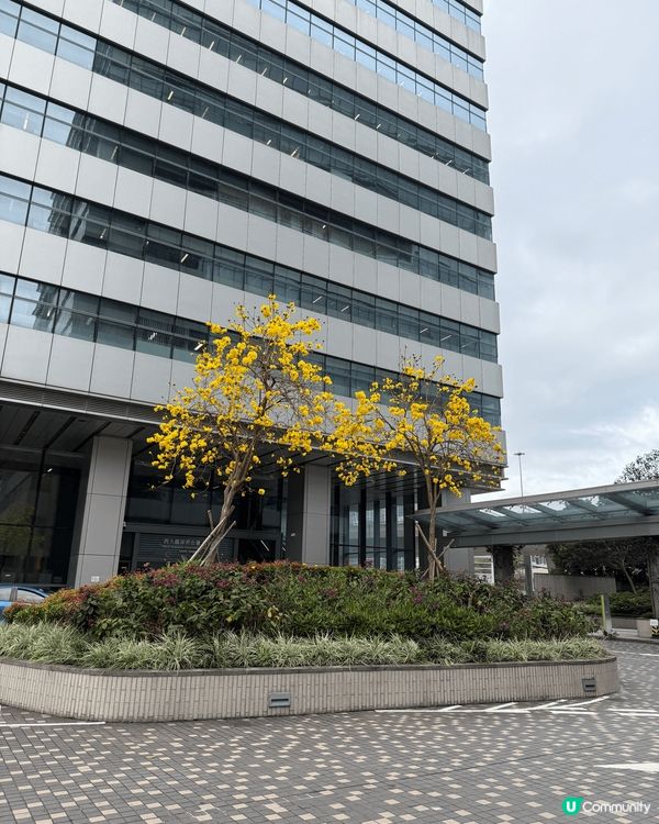 春天又到開花時節，香港周圍都見到唔少黃花風鈴木，一片黃色小花...