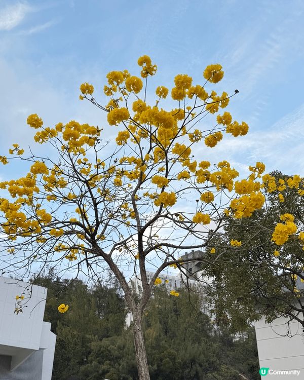 少為人知的盛開黃風鈴花路