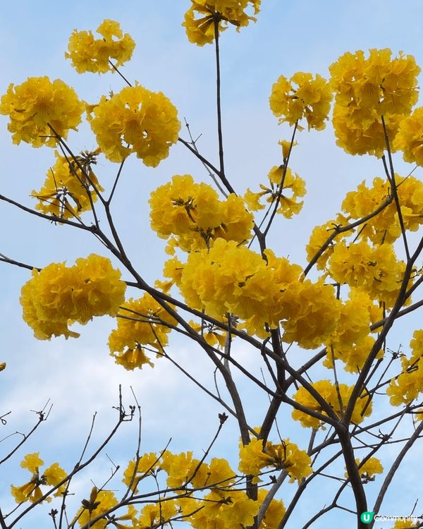 少為人知的盛開黃風鈴花路