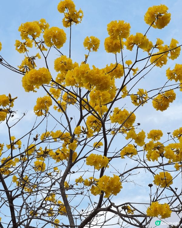 少為人知的盛開黃風鈴花路