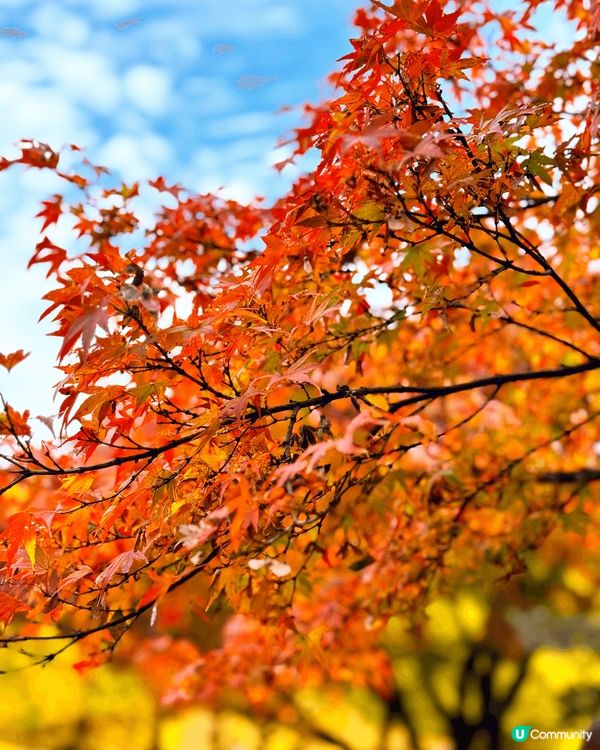 日本紅葉🍁季節
