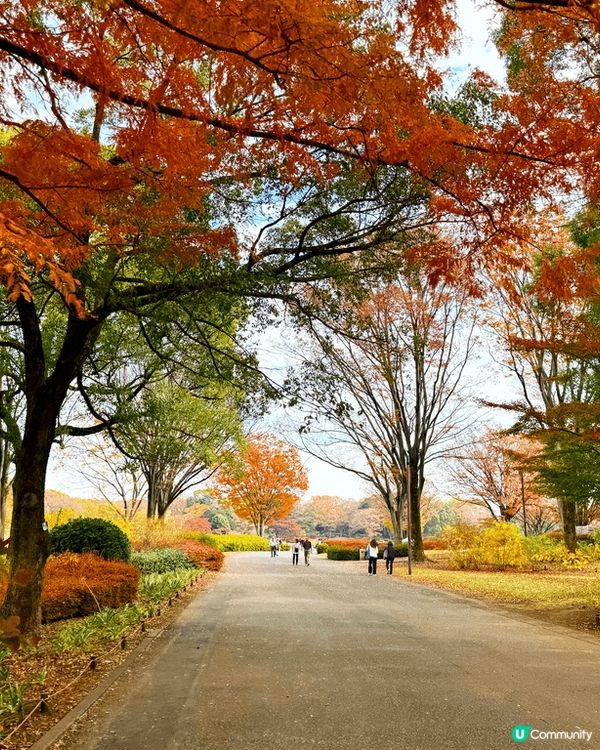 日本紅葉🍁季節
