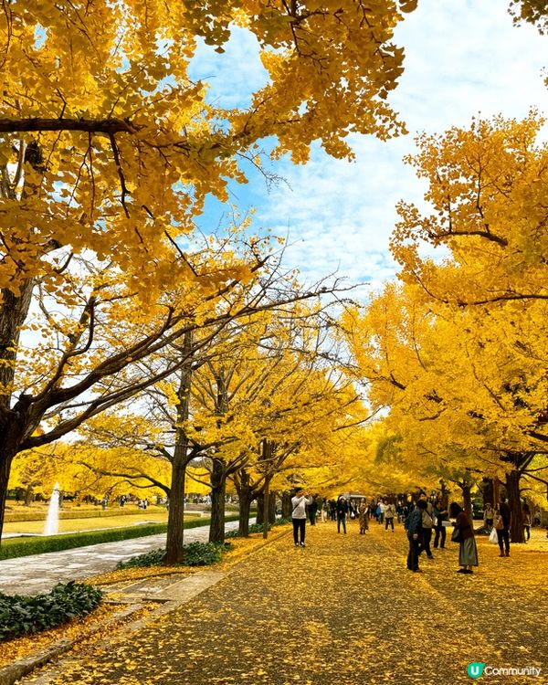 日本紅葉🍁季節
