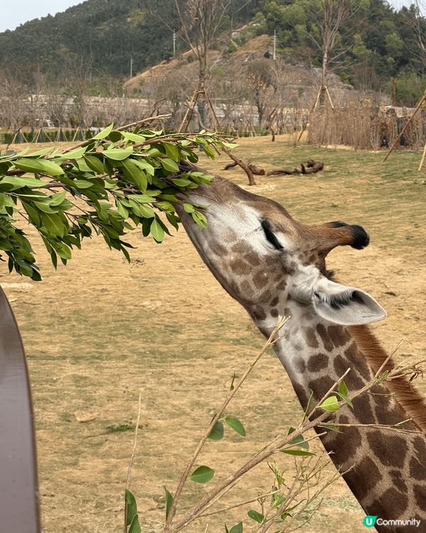 大灣區兩日一夜，去清遠長森林王國親子度假近距離接觸動物
