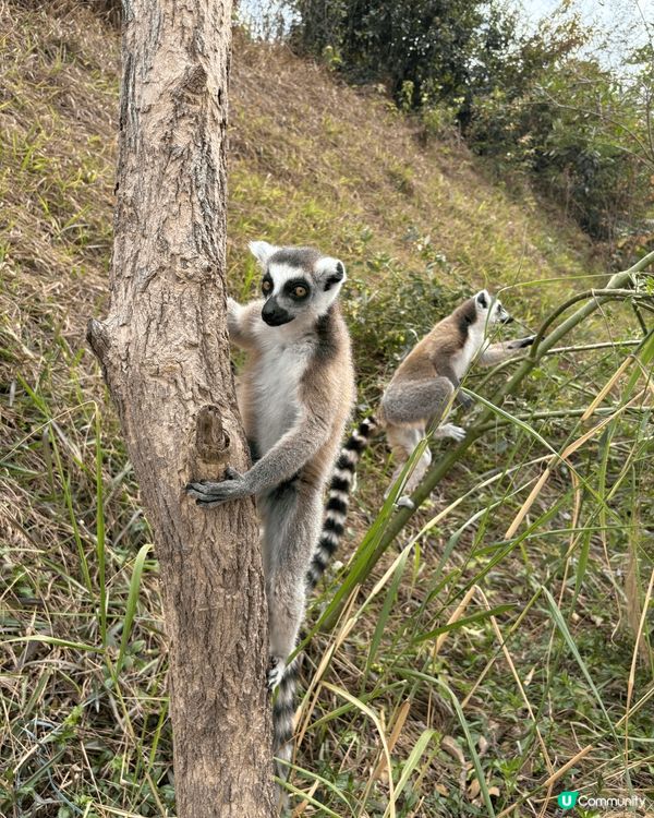 大灣區兩日一夜，去清遠長森林王國親子度假近距離接觸動物
