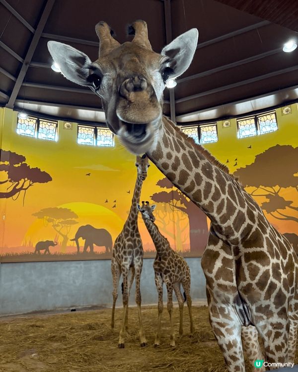 大灣區兩日一夜，去清遠長森林王國親子度假近距離接觸動物
