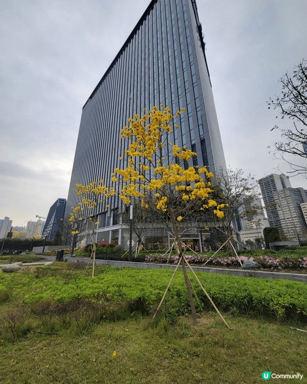 春天各種花朵盛開,適合大家出動去打卡，黃花風鈴木，樱花，梅花...