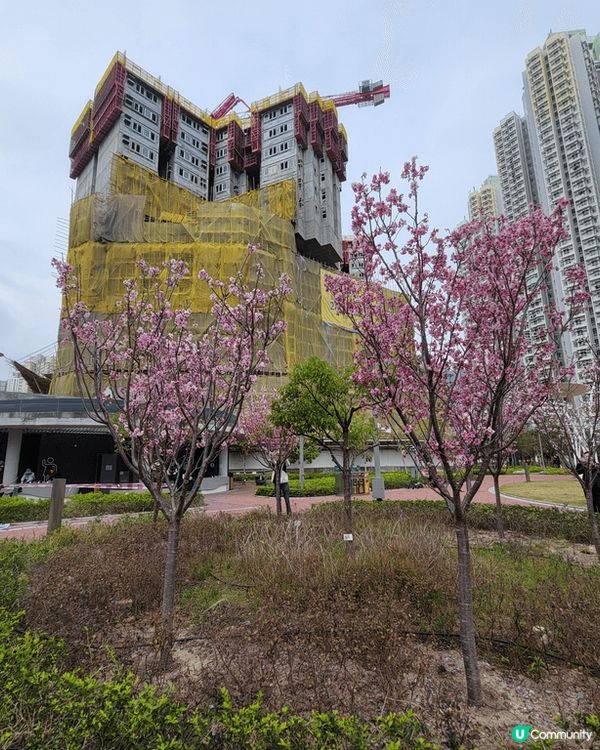 春天各種花朵盛開,適合大家出動去打卡，黃花風鈴木，樱花，梅花...