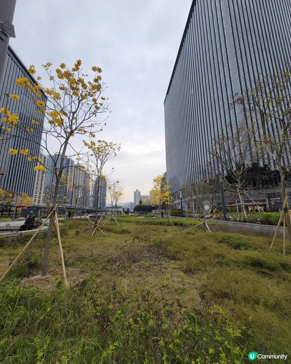 春天各種花朵盛開,適合大家出動去打卡，黃花風鈴木，樱花，梅花...