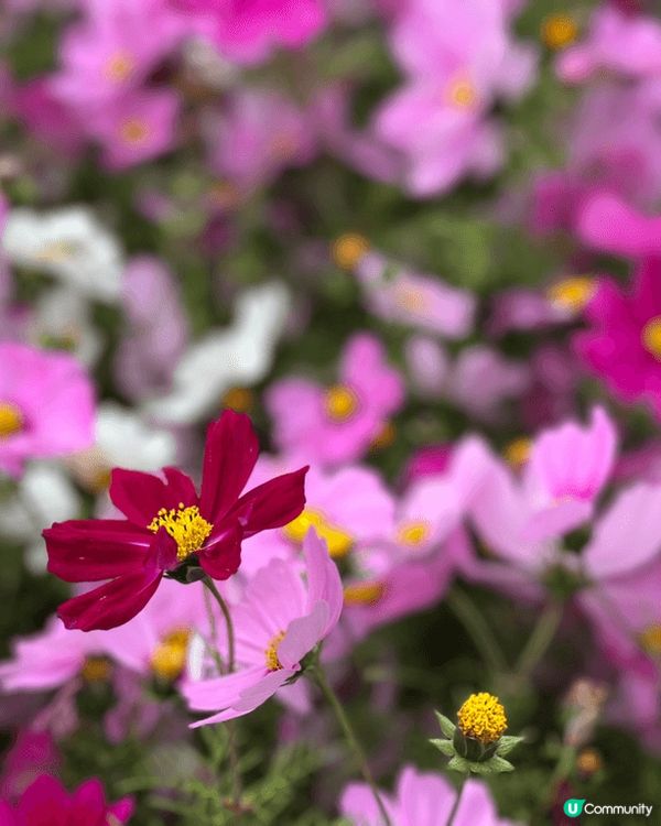 3月周圍都係花，睇到個人花光眼亂，前排趁天氣唔錯就帶bb同色...