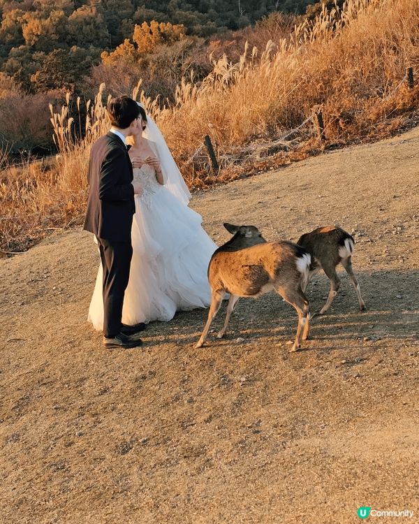 由日光影到日落的打卡相，在奈良的若草山頂，有著芒芒綠草和紅葉...