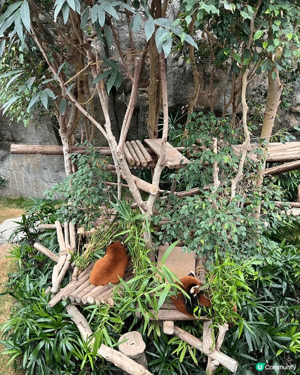 自從海洋公園多咗2隻熊貓🐼BB～我就買咗全年票同呀仔一個月入...