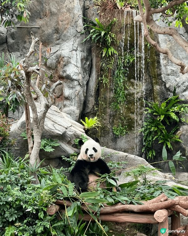 自從海洋公園多咗2隻熊貓🐼BB～我就買咗全年票同呀仔一個月入...