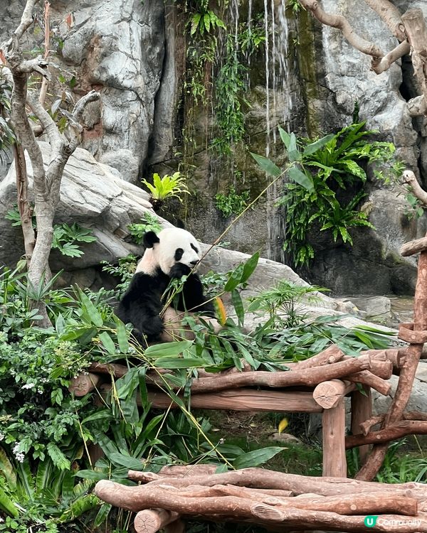 自從海洋公園多咗2隻熊貓🐼BB～我就買咗全年票同呀仔一個月入...