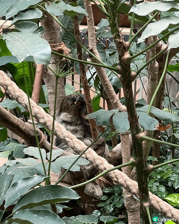 自從海洋公園多咗2隻熊貓🐼BB～我就買咗全年票同呀仔一個月入...