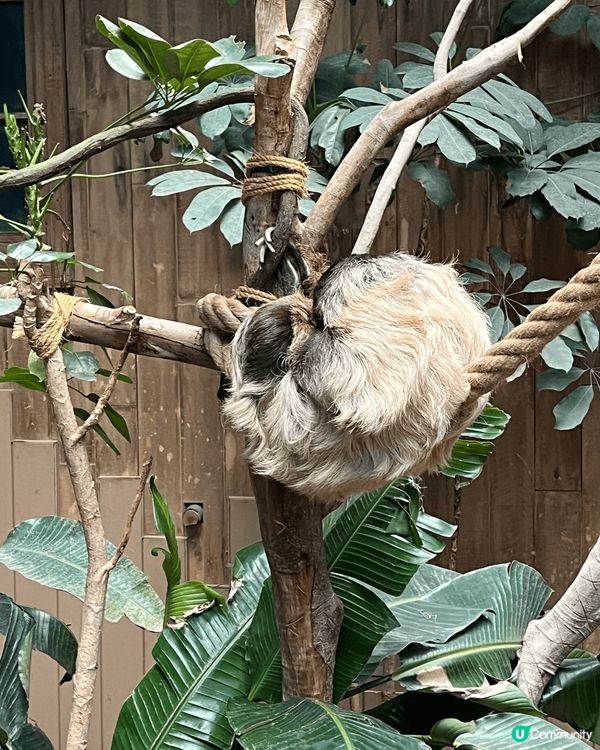 自從海洋公園多咗2隻熊貓🐼BB～我就買咗全年票同呀仔一個月入...