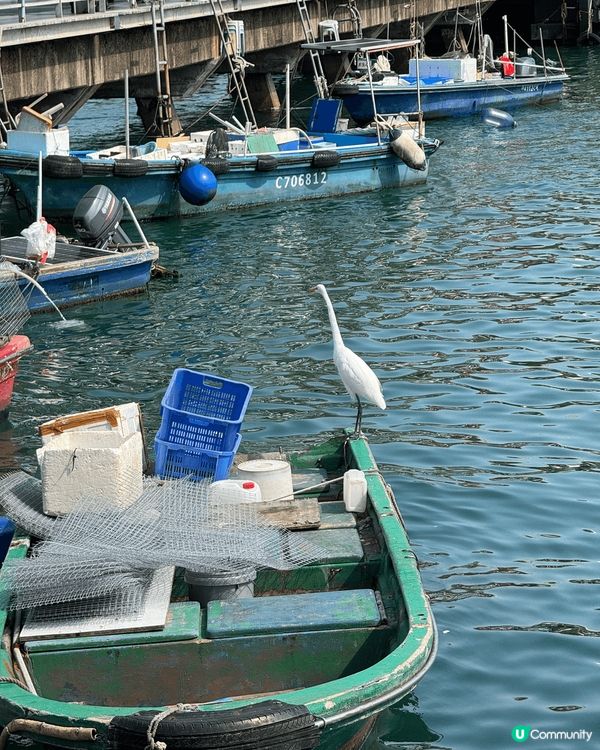 吹住風剪髮，望住個海，正！