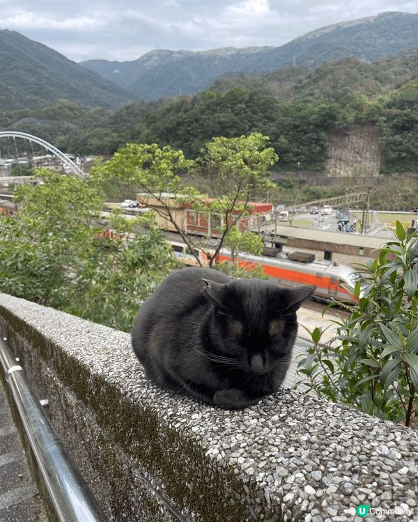 在台北瑞芳猴硐貓村遇上懶瞓貓！火車在後面經過的嘈吵聲都不影響...