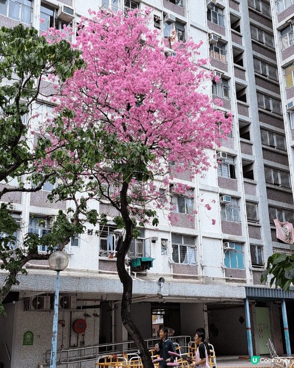 這是屋邨裏的花。