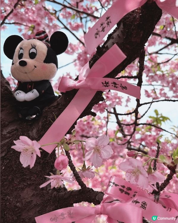 🌸✨東京隱世賞櫻秘境：櫻神宮✨🌸  想同大家介紹下隱世賞櫻好...