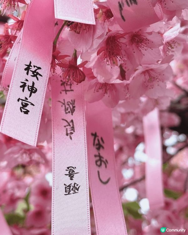 🌸✨東京隱世賞櫻秘境：櫻神宮✨🌸  想同大家介紹下隱世賞櫻好...