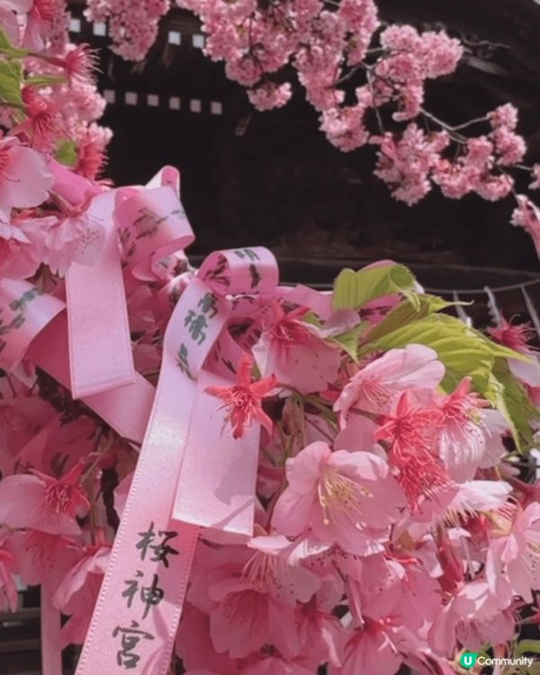🌸✨東京隱世賞櫻秘境：櫻神宮✨🌸  想同大家介紹下隱世賞櫻好...