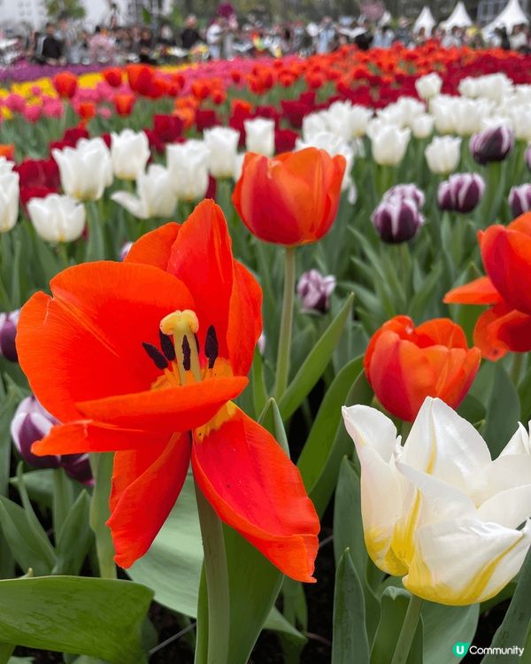 Hong Kong Flower Show 2025 