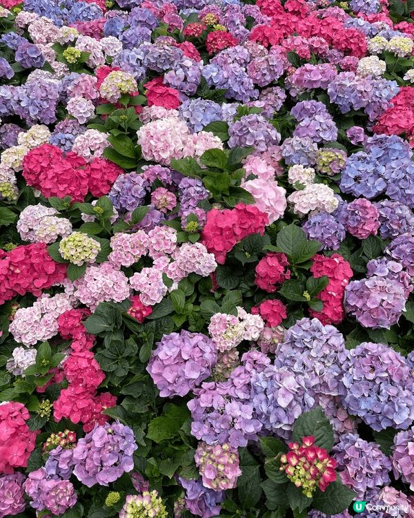 Hong Kong Flower Show 2025 