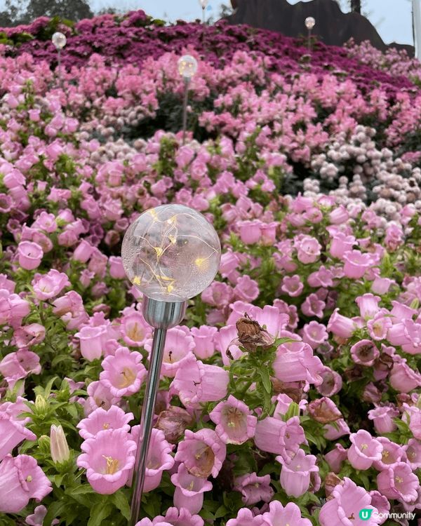 Hong Kong Flower Show 2025 