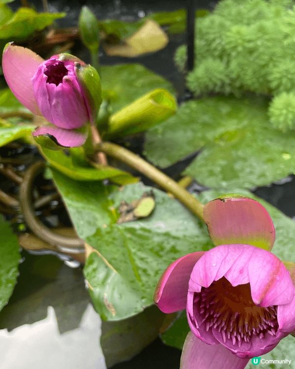 Hong Kong Flower Show 2025 