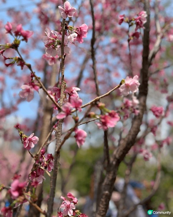 春天到了，繁花盛放，最近常常到公園賞花，先後到了天水圍公園及...