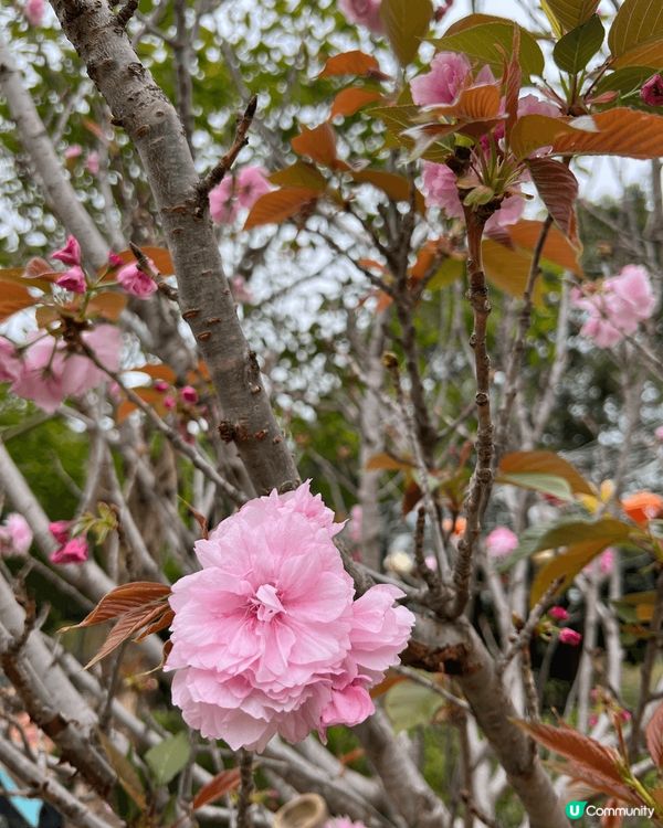春天到了，繁花盛放，最近常常到公園賞花，先後到了天水圍公園及...