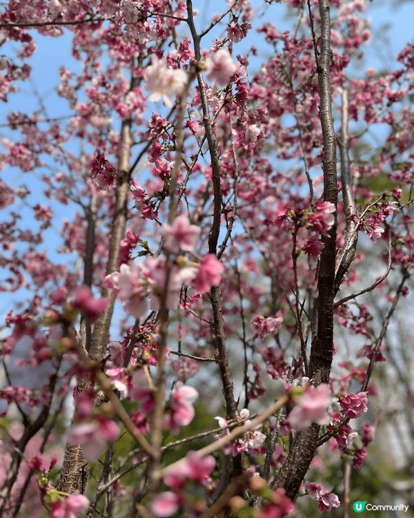 春天到了，繁花盛放，最近常常到公園賞花，先後到了天水圍公園及...