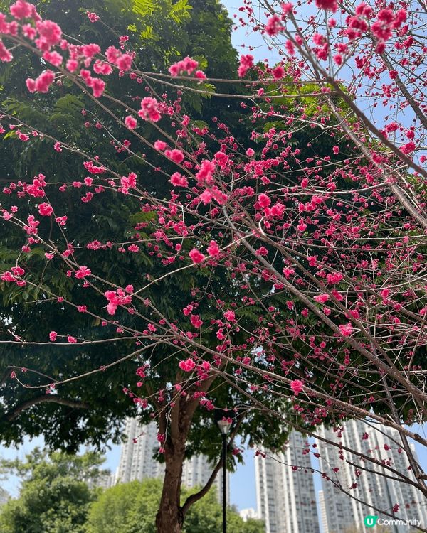 春天到了，繁花盛放，最近常常到公園賞花，先後到了天水圍公園及...