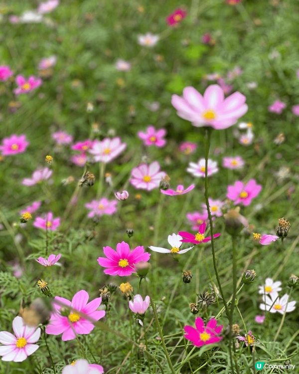 春天到了，繁花盛放，最近常常到公園賞花，先後到了天水圍公園及...